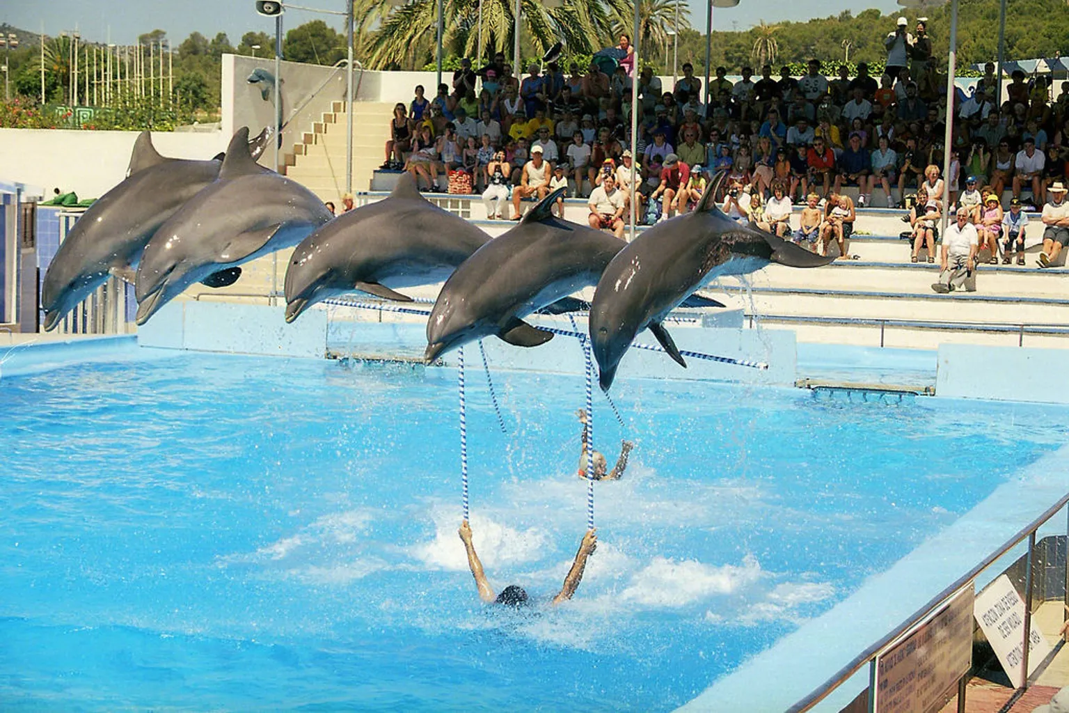 Marineland Mallorca Eintritt: Lohnt sich der Ticketpreis?