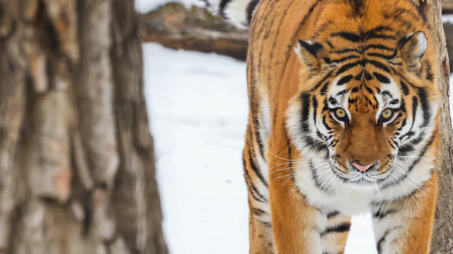 Calgary Zoo