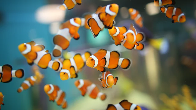Ripley's Aquarium of Canada