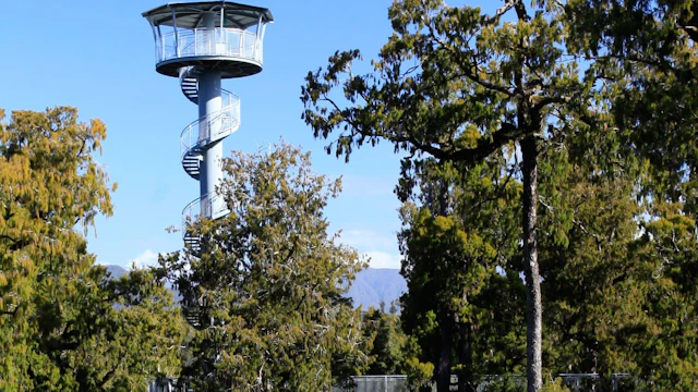 West Coast Treetop Walk