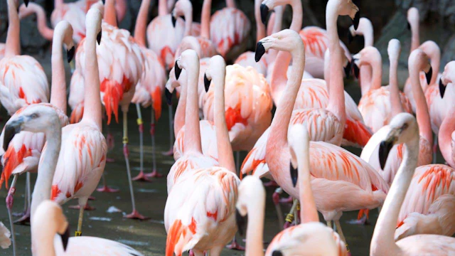 Zoo Atlanta
