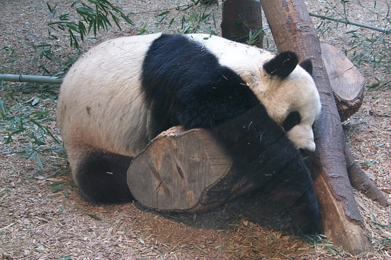 Zoo Atlanta Tickets: Lohnt sich der Eintrittspreis?